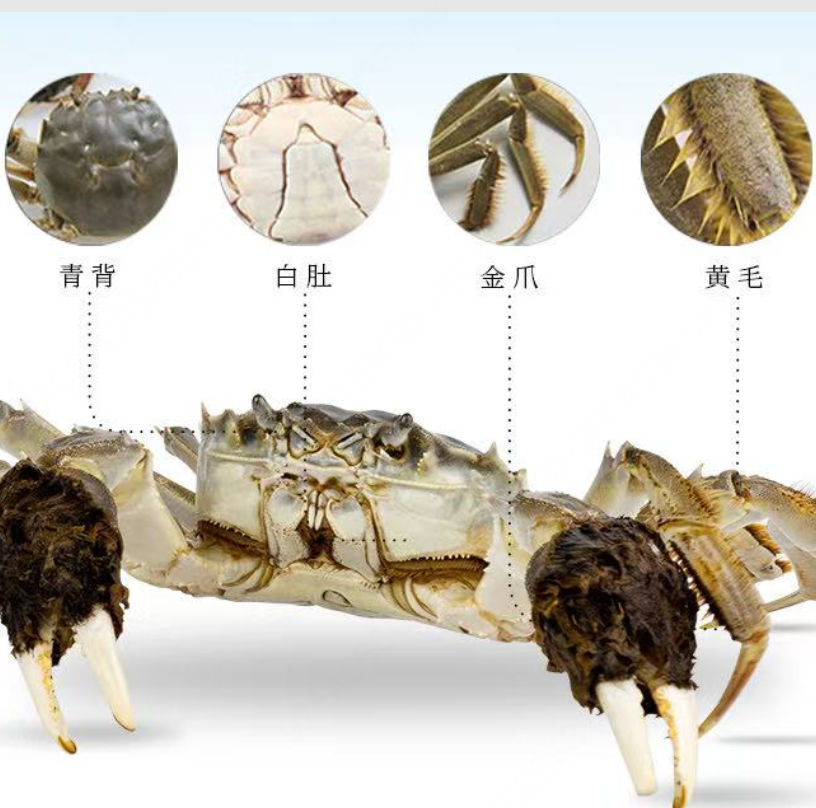 Premium Yangcheng Lake Hairy Crab Gift Box (Set of 6/10 ）